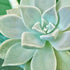 Green Succulent Botanical Cactus Print